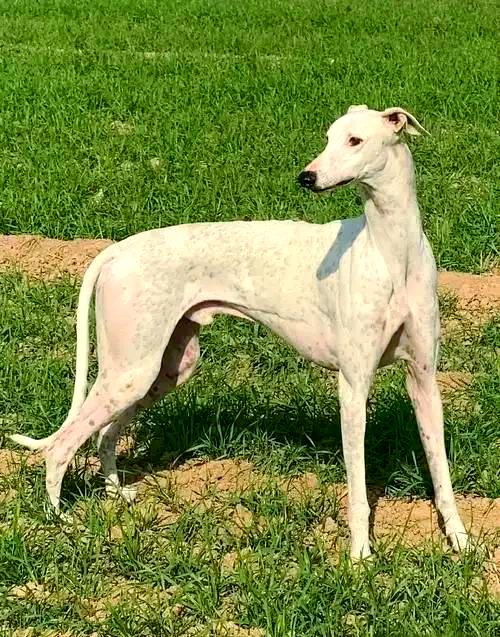 细犬和灵缇有什么区别